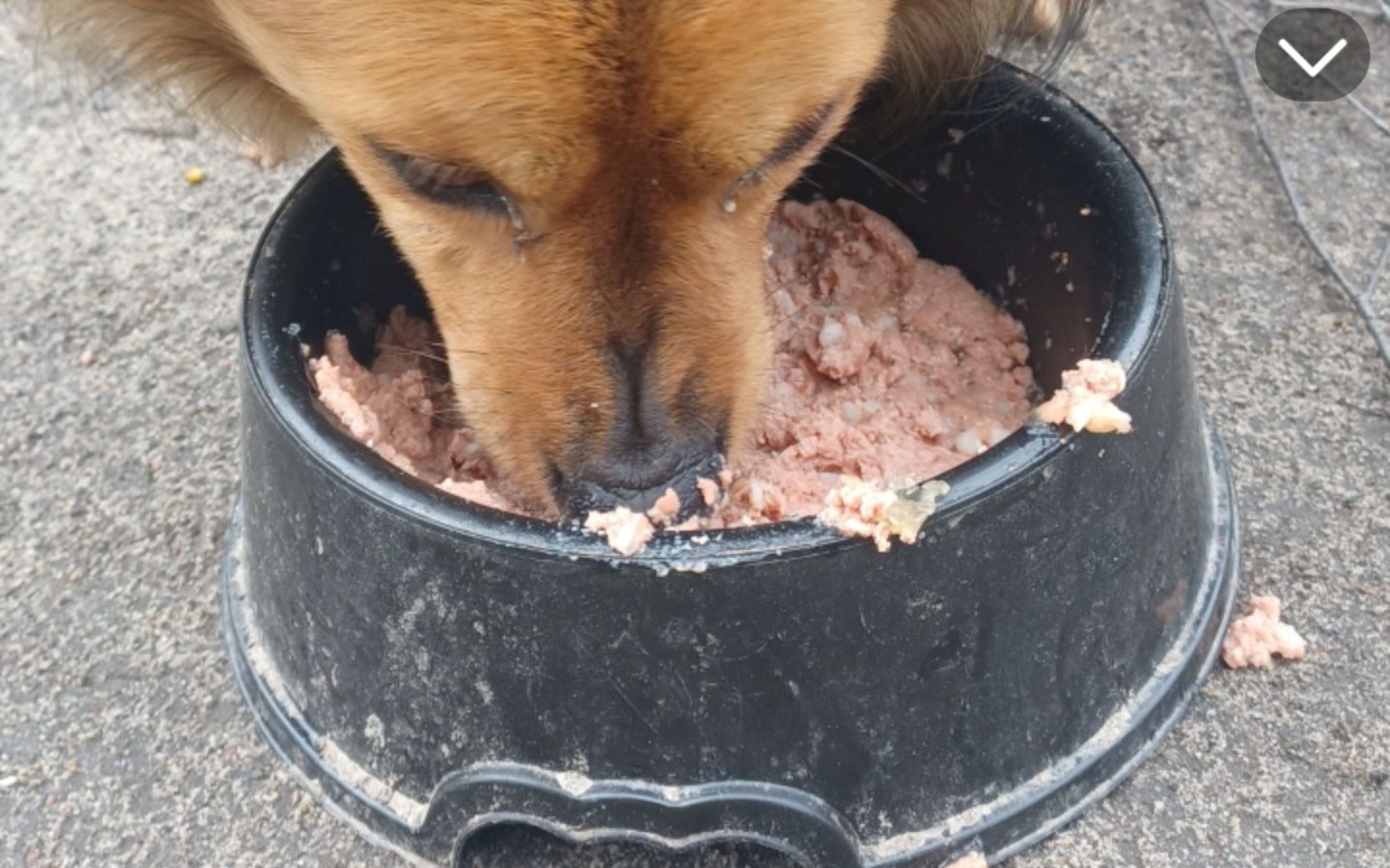 
        Pies jedzący z miski, skupiony na posiłku.
    