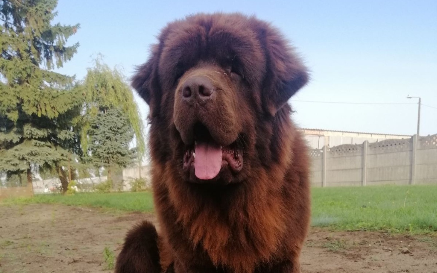 
        Brązowy pies rasy chow chow siedzący na trawie.
    
