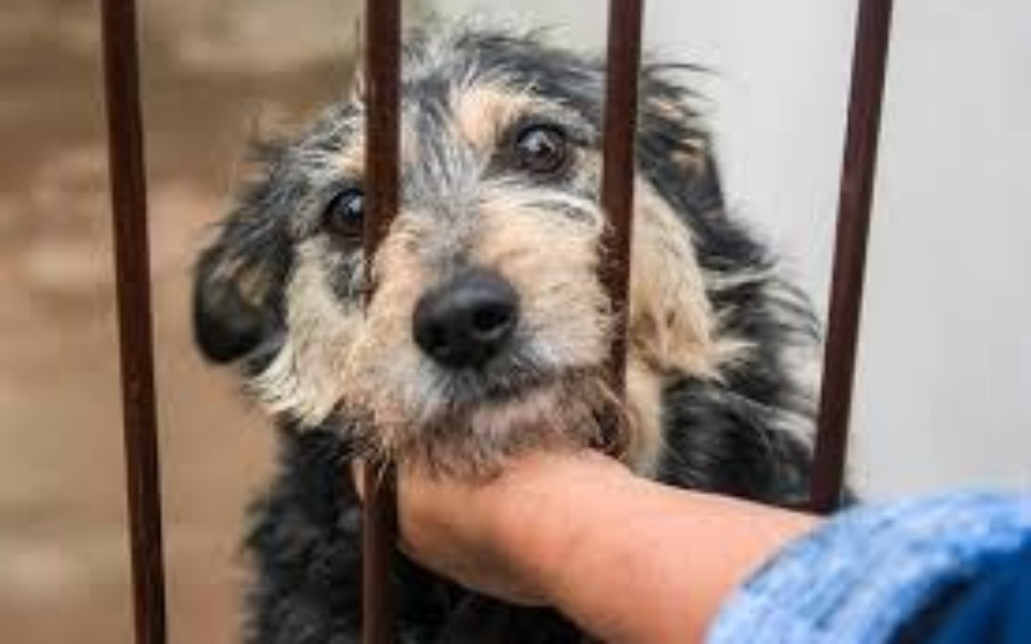 
        Pies patrzący przez kraty, szukający uwagi.
    