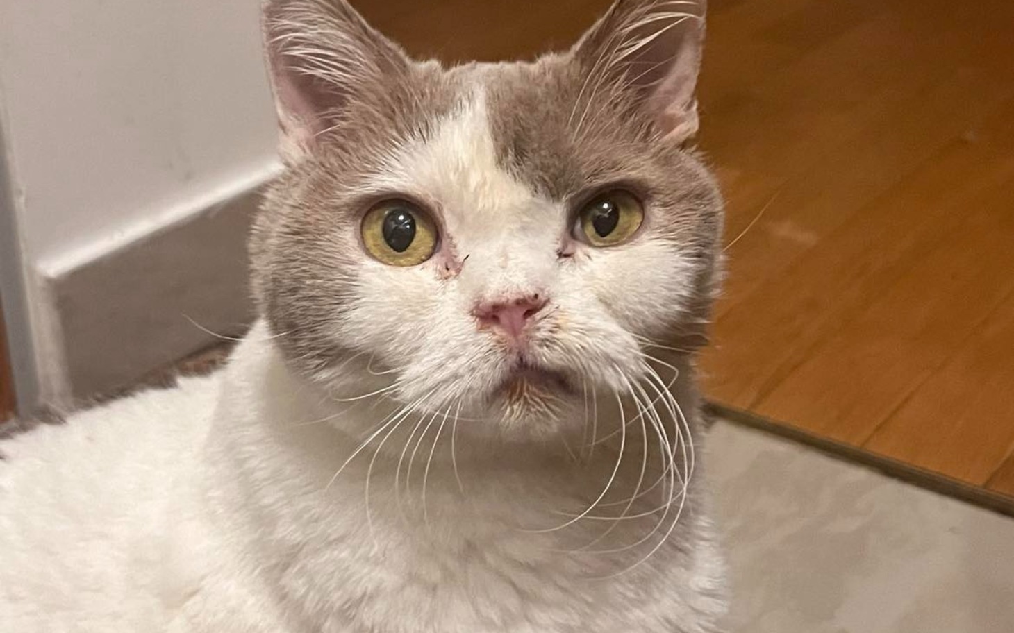 
        Kot z wyrazistymi oczami, siedzący na podłodze.
    