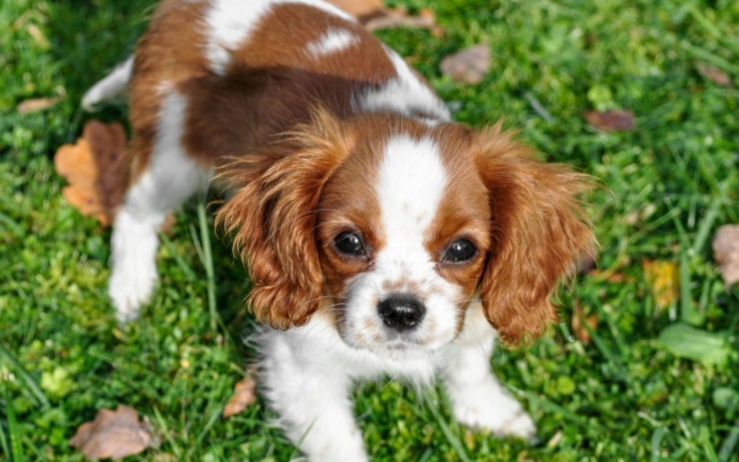 
        Zbiórka na rzecz osób z niepełnosprawnościami.
    