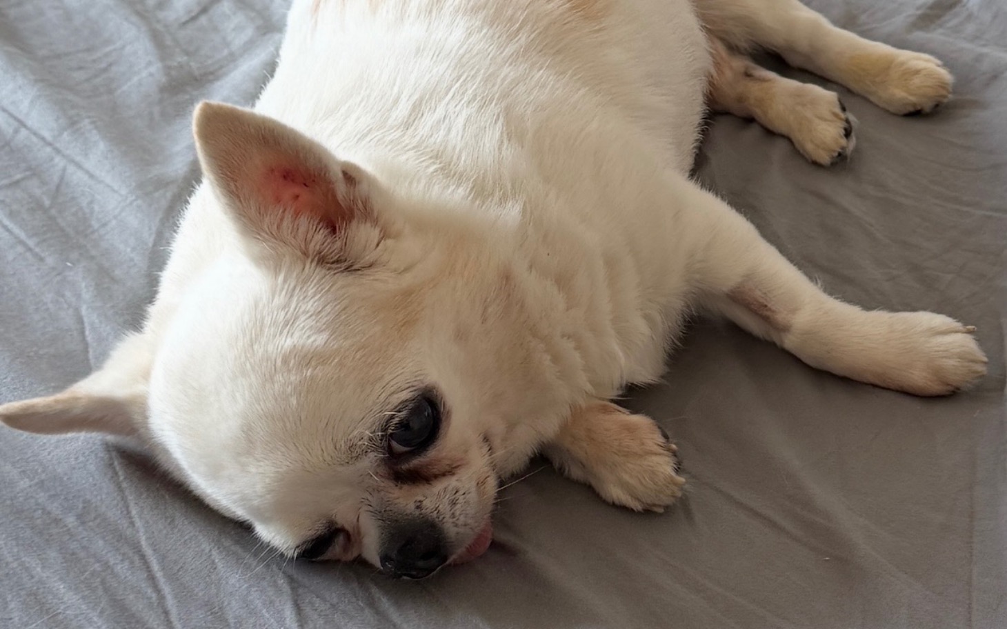 
        Chihuahua leżący na łóżku, wygląda na zrelaksowanego.
    