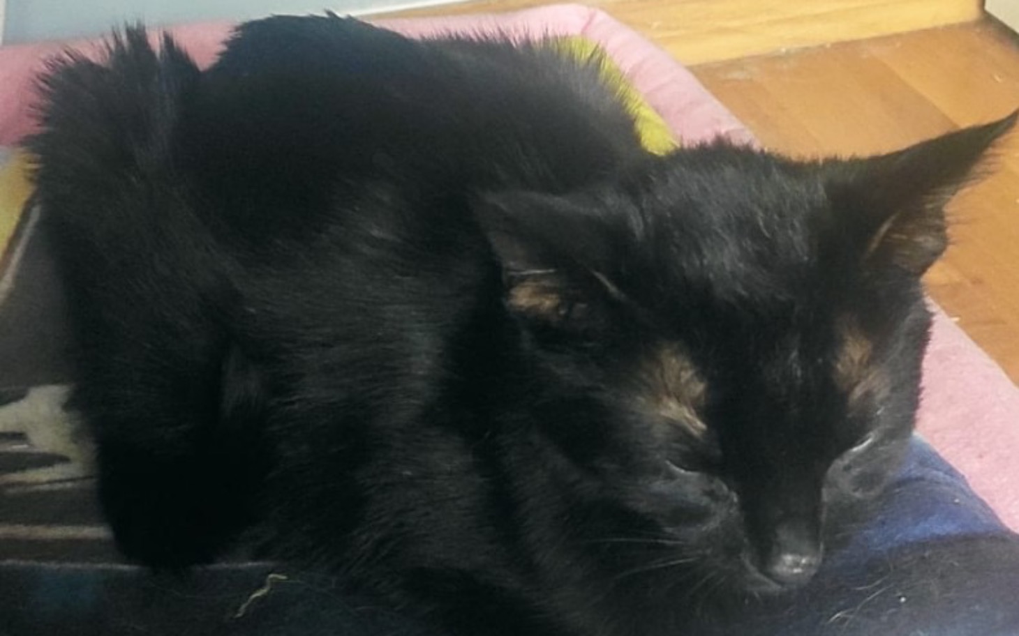 
        Czarny kot śpiący na poduszce.
    