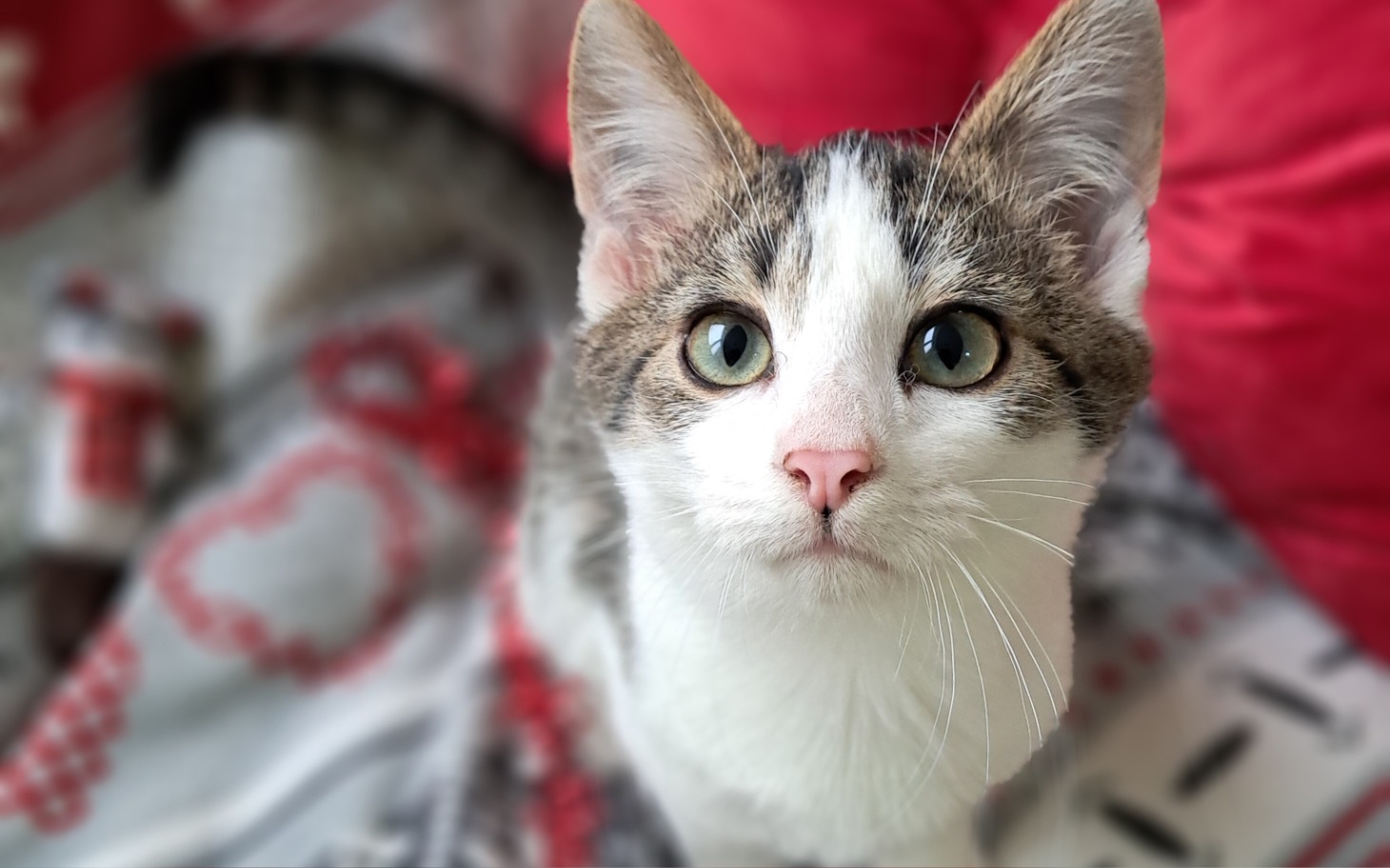 
        Młody kot z dużymi oczami, patrzący w obiektyw.
    