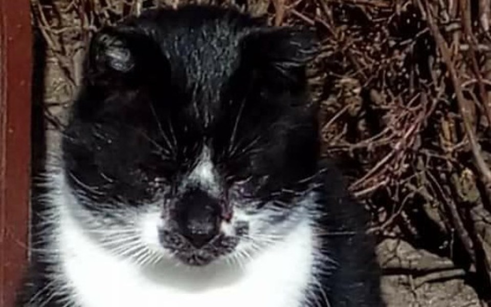 Zbiórka Łapka dla Bucia - zdjęcie główne