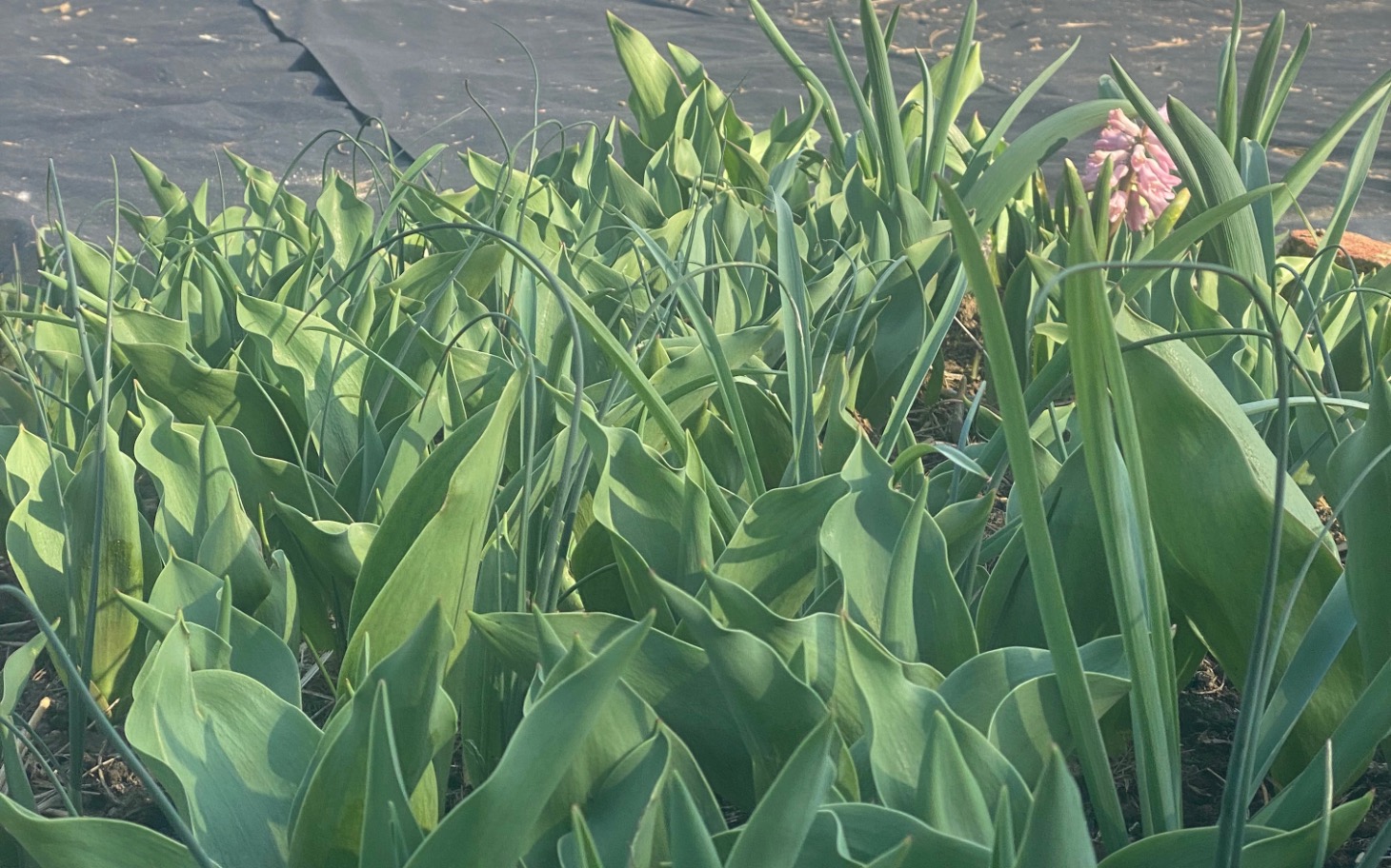 
        Zielone liście tulipanów rosnących w ogrodzie.
    