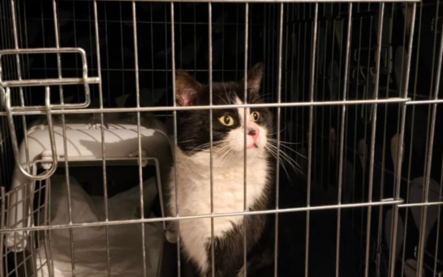 
        Kot w klatce, patrzący z ciekawością na zewnątrz.
    