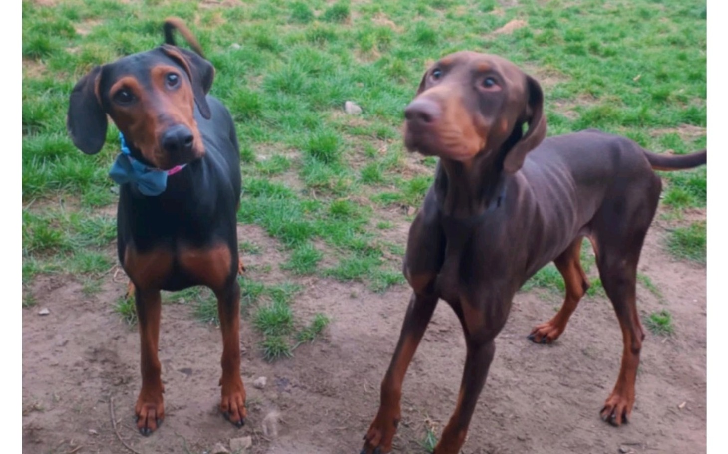 
        Dwa dobermany na zielonej trawie, wyglądające ciekawie.
    