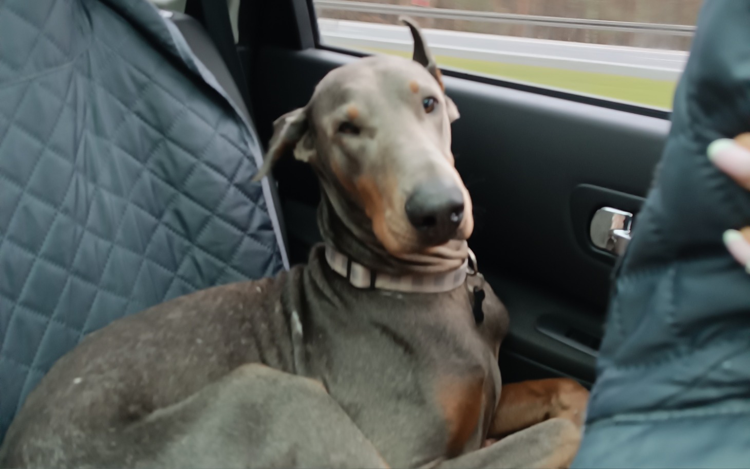 
        Doberman siedzący w samochodzie, zrelaksowany.
    