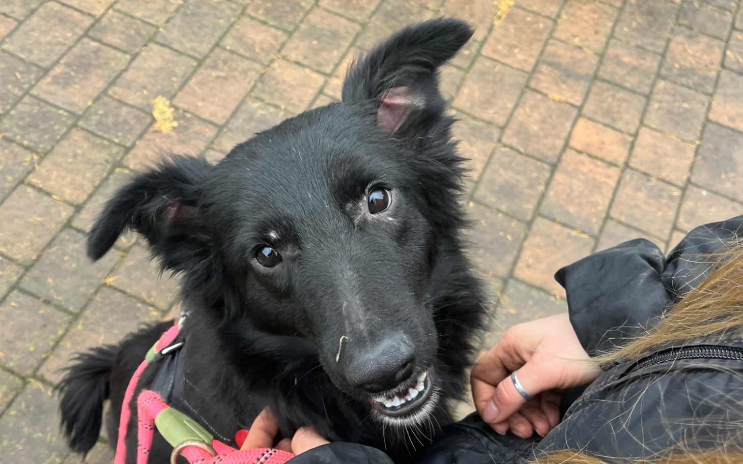 
        Czarny pies z uśmiechem na twarzy.
    