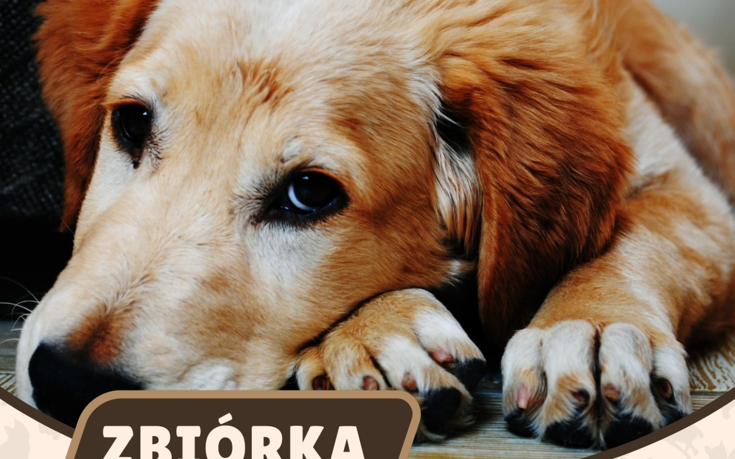 
        Złoty pies z smutnym wyrazem twarzy.
    