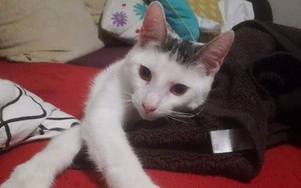 
        Zbiórka Leczenie guza u Krzysia - zdjęcie główne
    