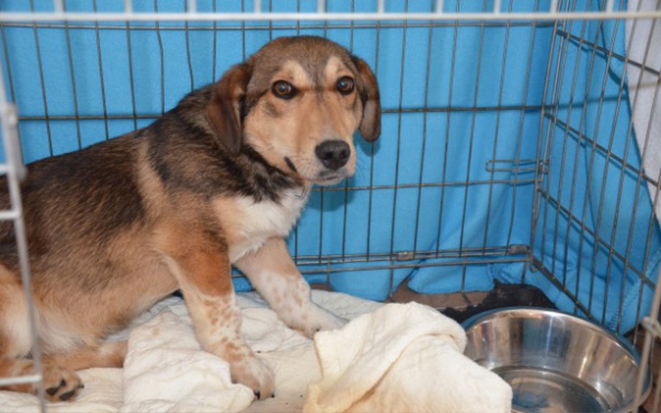 
        Zbiórka Lotek-połamany szczeniak - zdjęcie główne
    