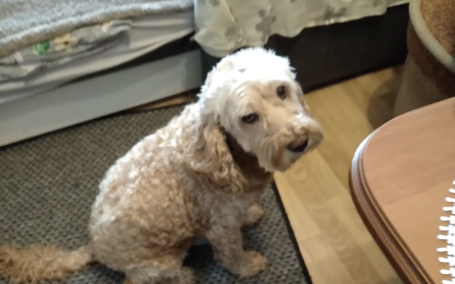 
        Pies rasy labradoodle siedzący w pomieszczeniu, patrzący w stronę obiektywu.
    