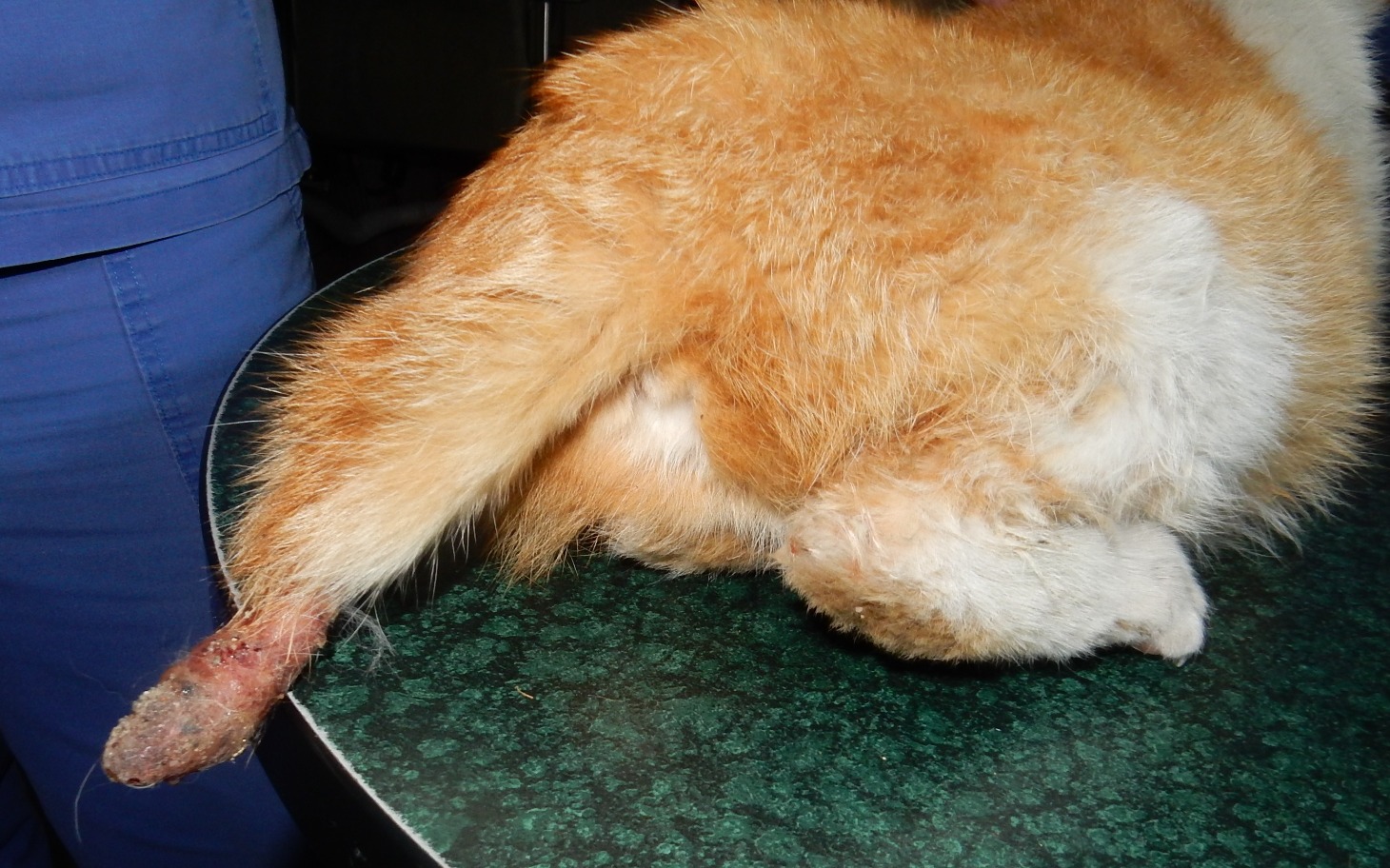 
        Kot z uszkodzoną łapką, potrzebujący opieki weterynaryjnej.
    