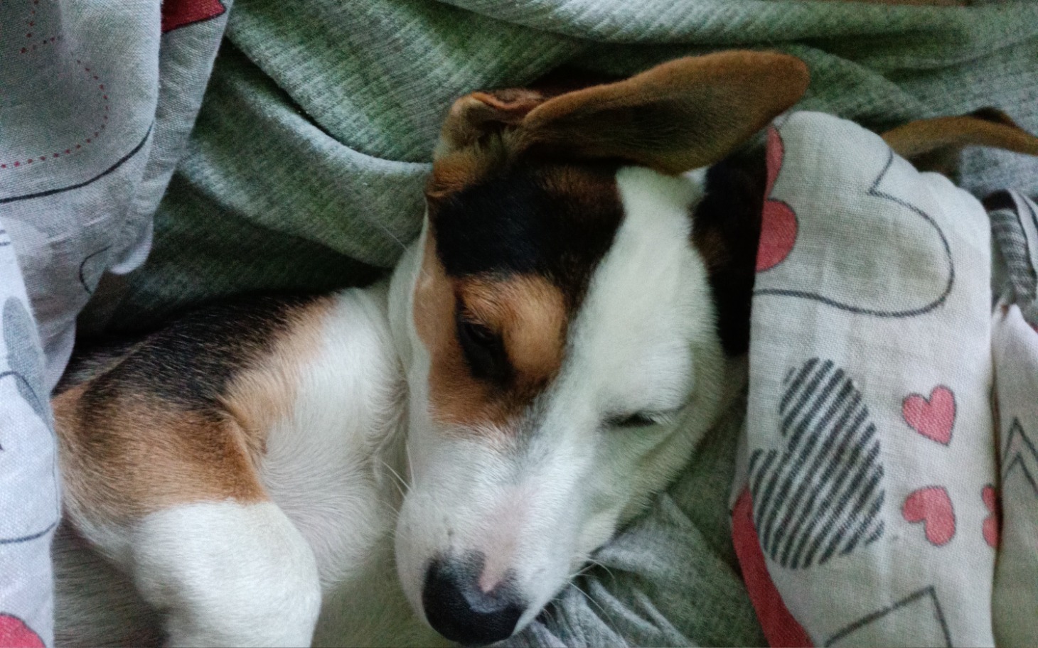 
        Beagle śpiący w kocu, zrelaksowany i spokojny.
    