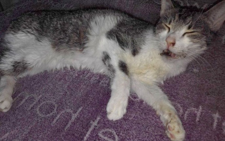 Zbiórka Supełek walczy-walczmy z nim - zdjęcie główne