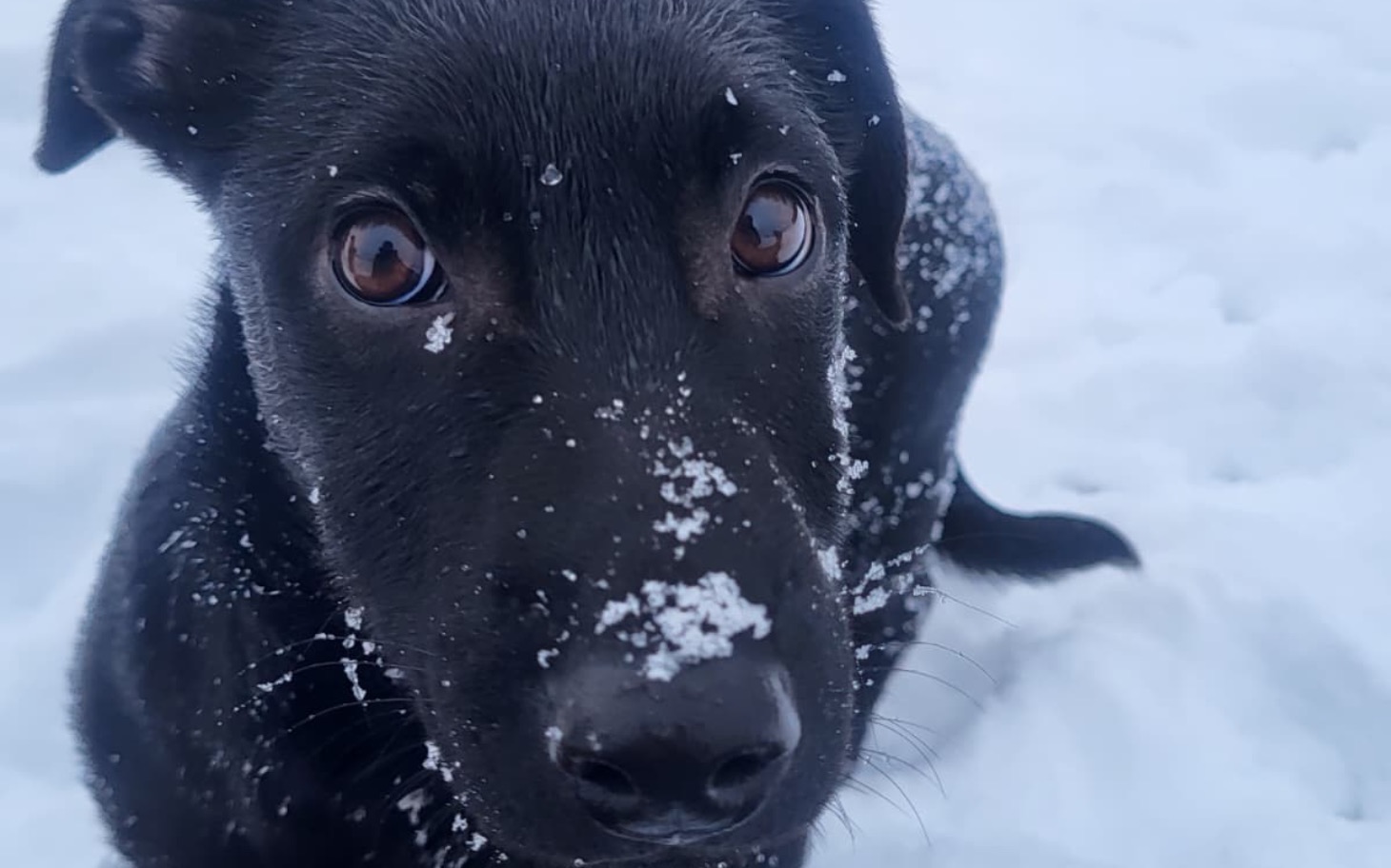 
        Czarny szczeniak z białym śniegiem na nosie.
    