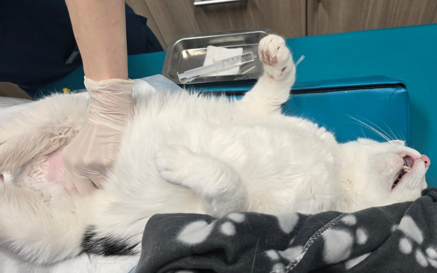 
        Kot na stole weterynaryjnym, otrzymujący opiekę medyczną.
    