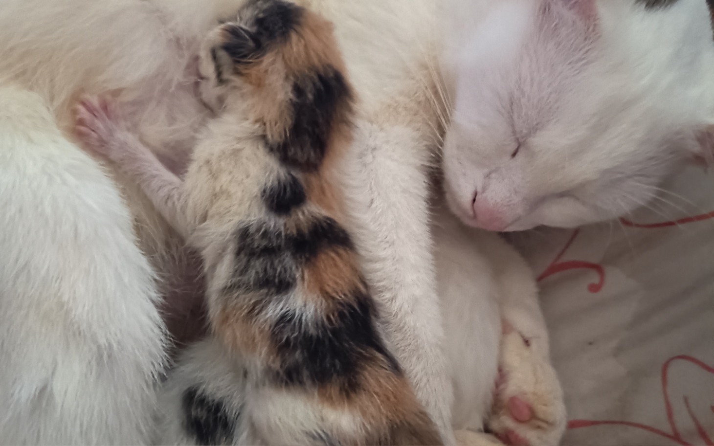 
        Kocia mama z małym kociakiem, śpiące razem.
    