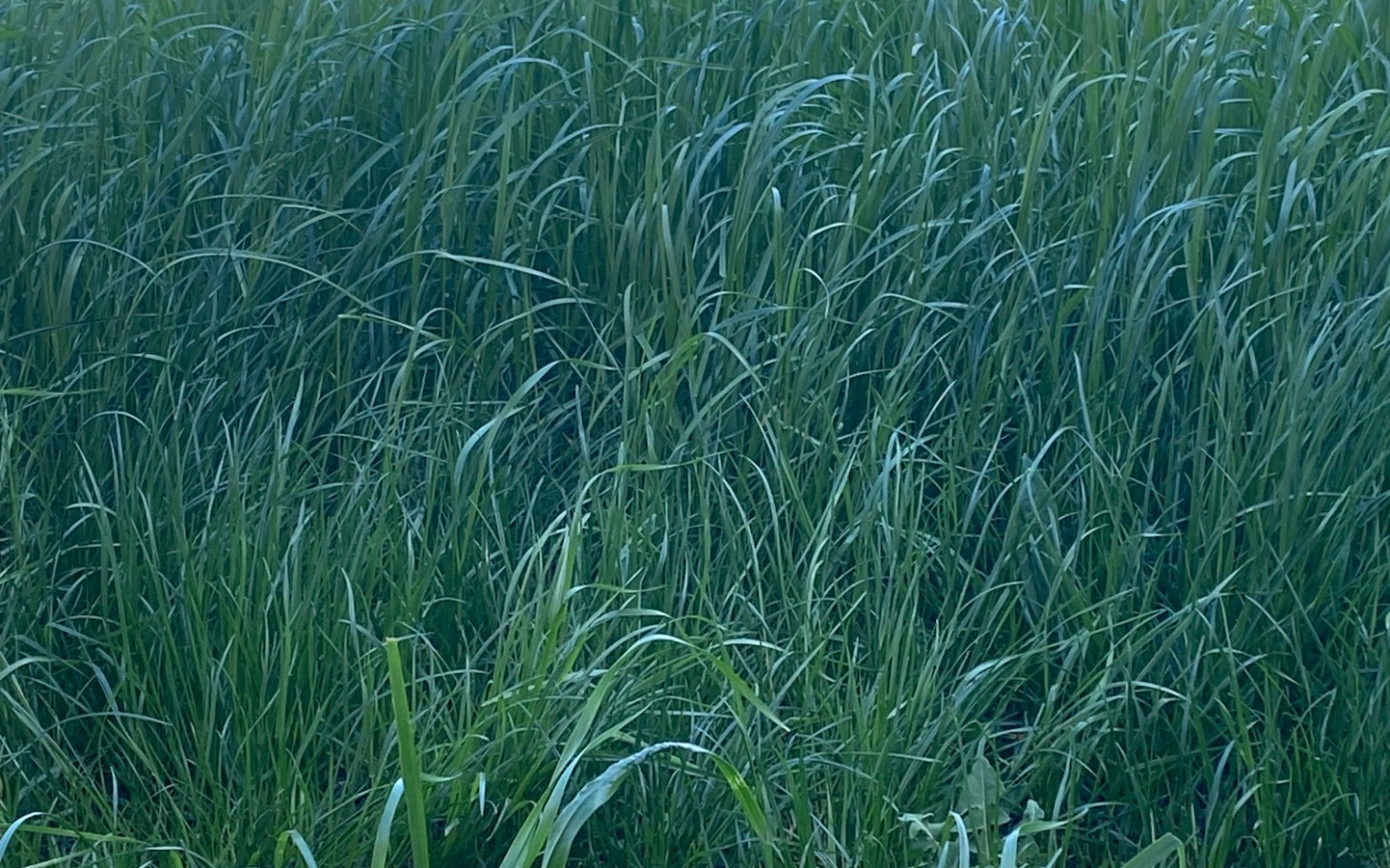 
        Gęsta trawa w promieniach słońca.
    