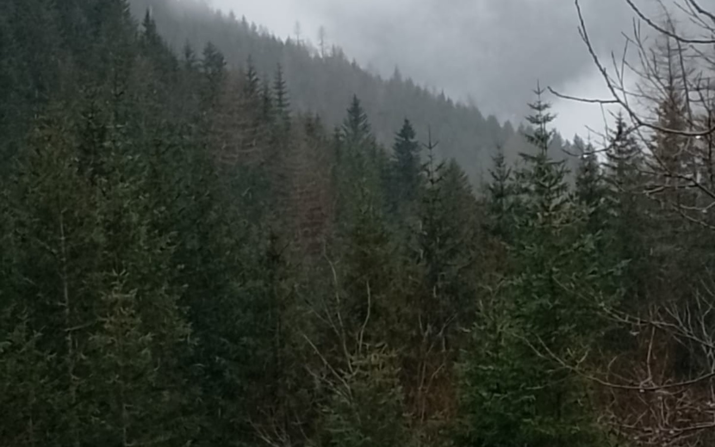 
        Gęsty las górski, z mgłą na szczytach drzew.
    