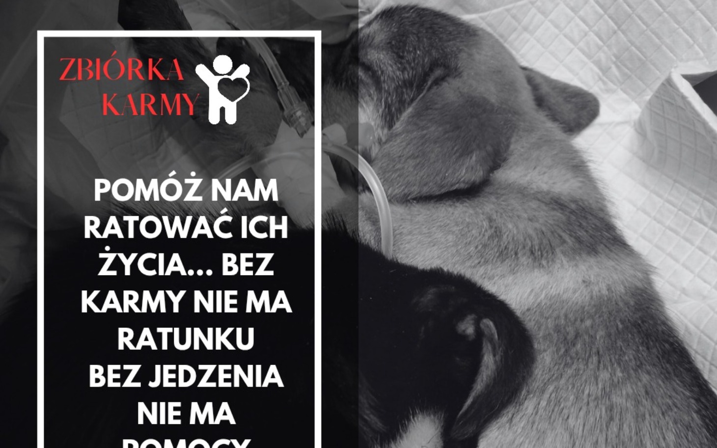 
        Plakat zbiórki karmy dla zwierząt z tekstem o pomocy.
    