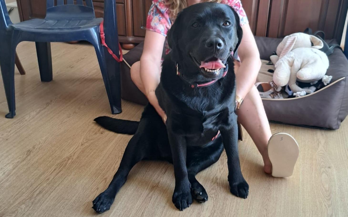 
        Czarny labrador siedzący obok właściciela w domu.
    