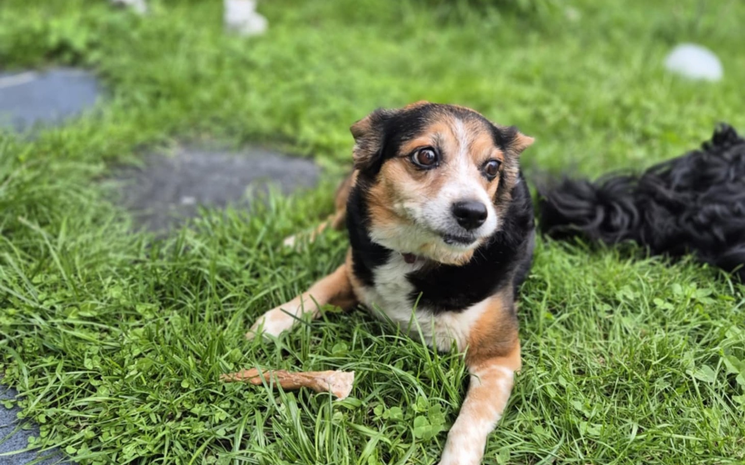 
        Pies leżący na trawie, z wyrazem ciekawości na twarzy.
    