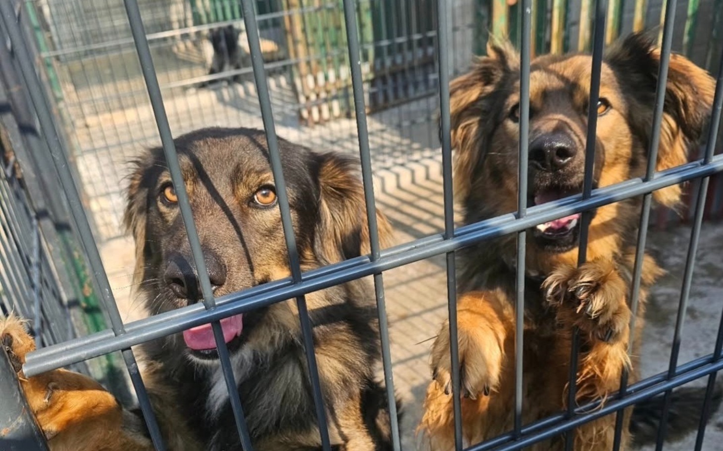 
        Dwa psy w klatce, z radosnymi wyrazami twarzy, czekające na adopcję.
    