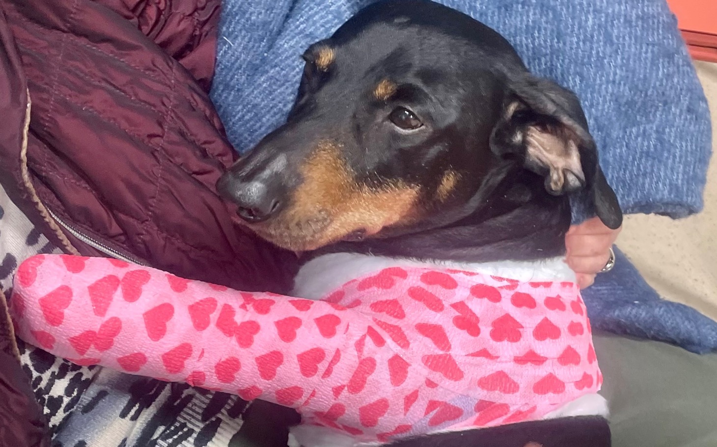 
        Pies w różowym opatrunku, siedzący na kolanach właściciela.
    