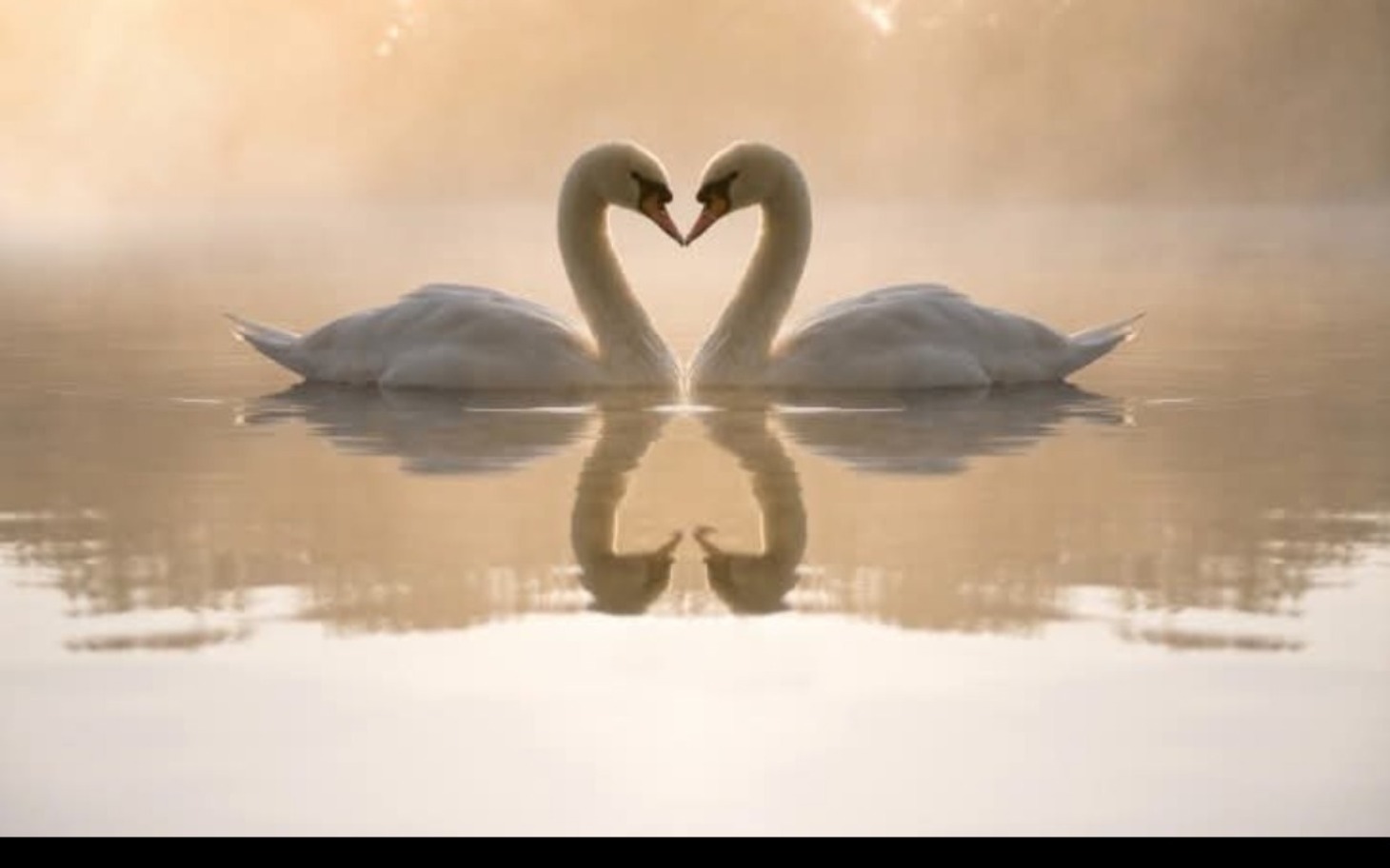 
        Dwa łabędzie tworzące serce na spokojnej wodzie.
    