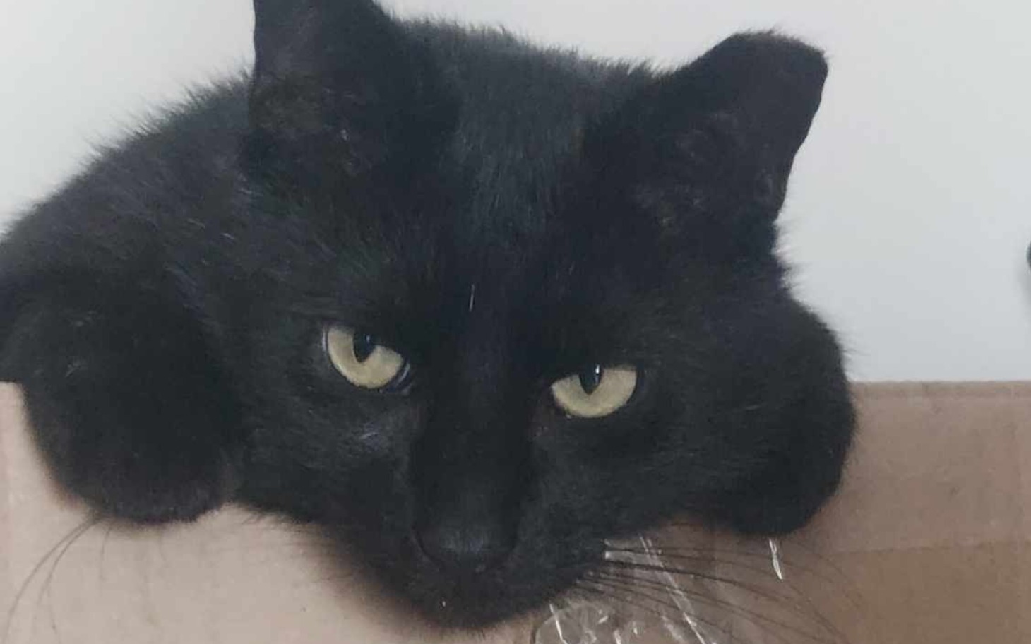 
        Czarny kot leżący na kartonie, z wyrazem smutku.
    