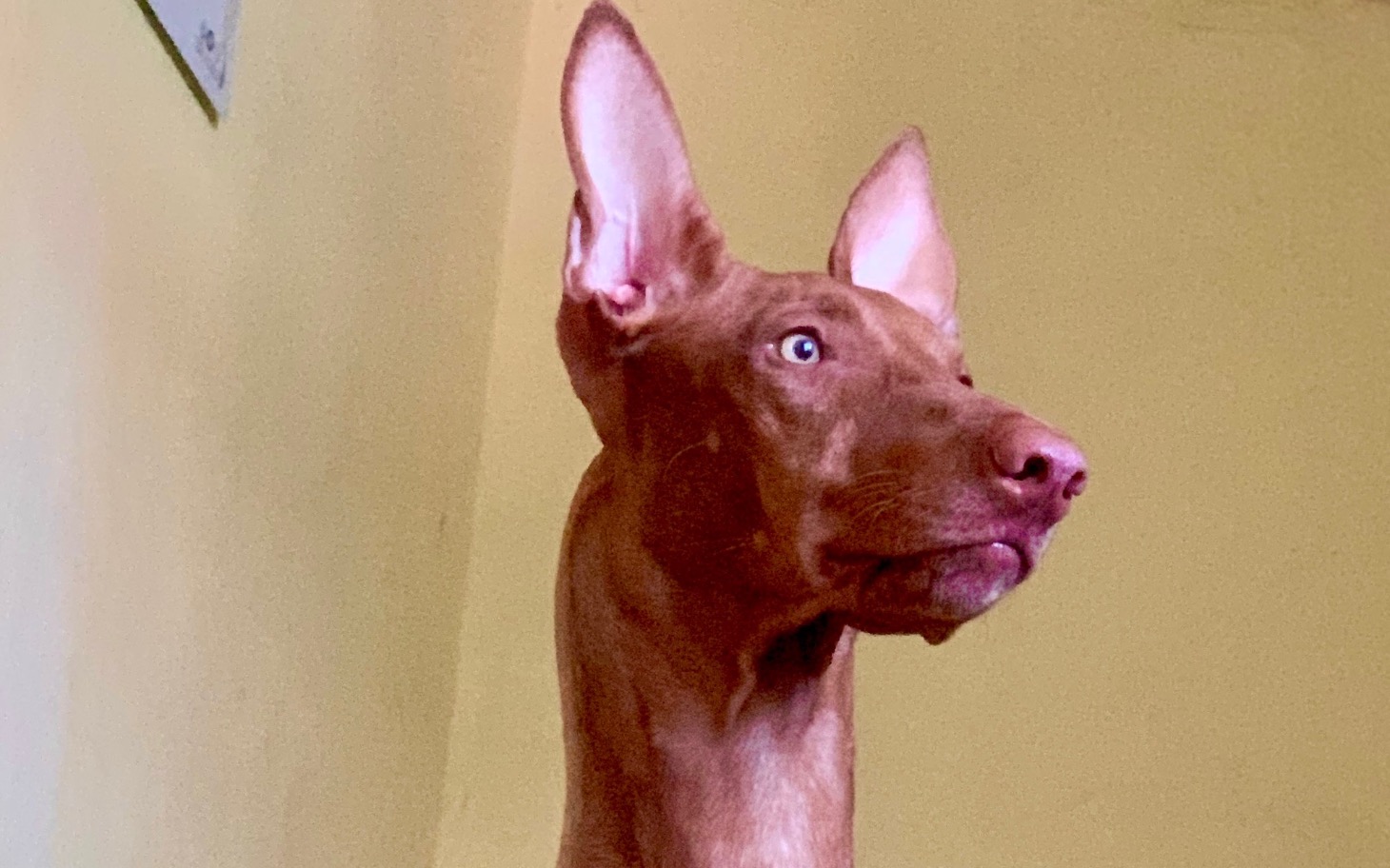 
        Pies rasy pharaoh hound, z charakterystycznymi uszami.
    