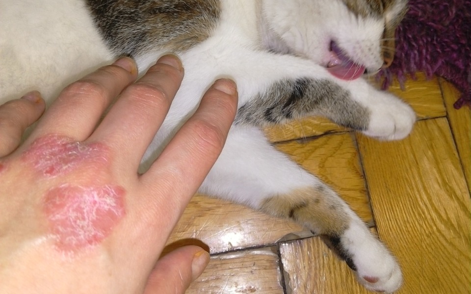 
        Zbiórka Na opłaty, jedzenie, chemię, lek - zdjęcie główne
    