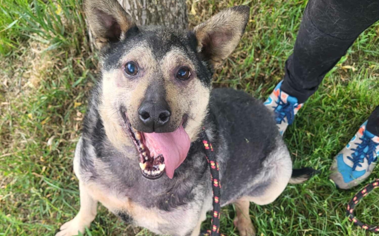 
        Szczęśliwy pies siedzący na trawie, z uśmiechem i wystawionym językiem.
    