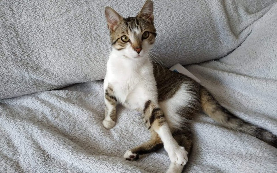 
        Zbiórka "Koci Los" w potrzebie - zdjęcie główne
    