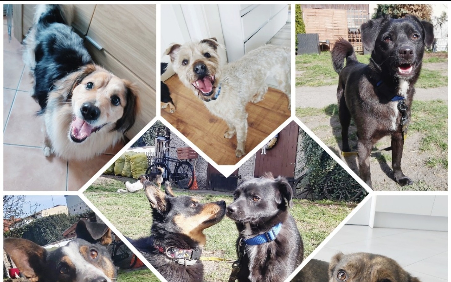 
        Kolaż zdjęć różnych psów w radosnych pozach.
    