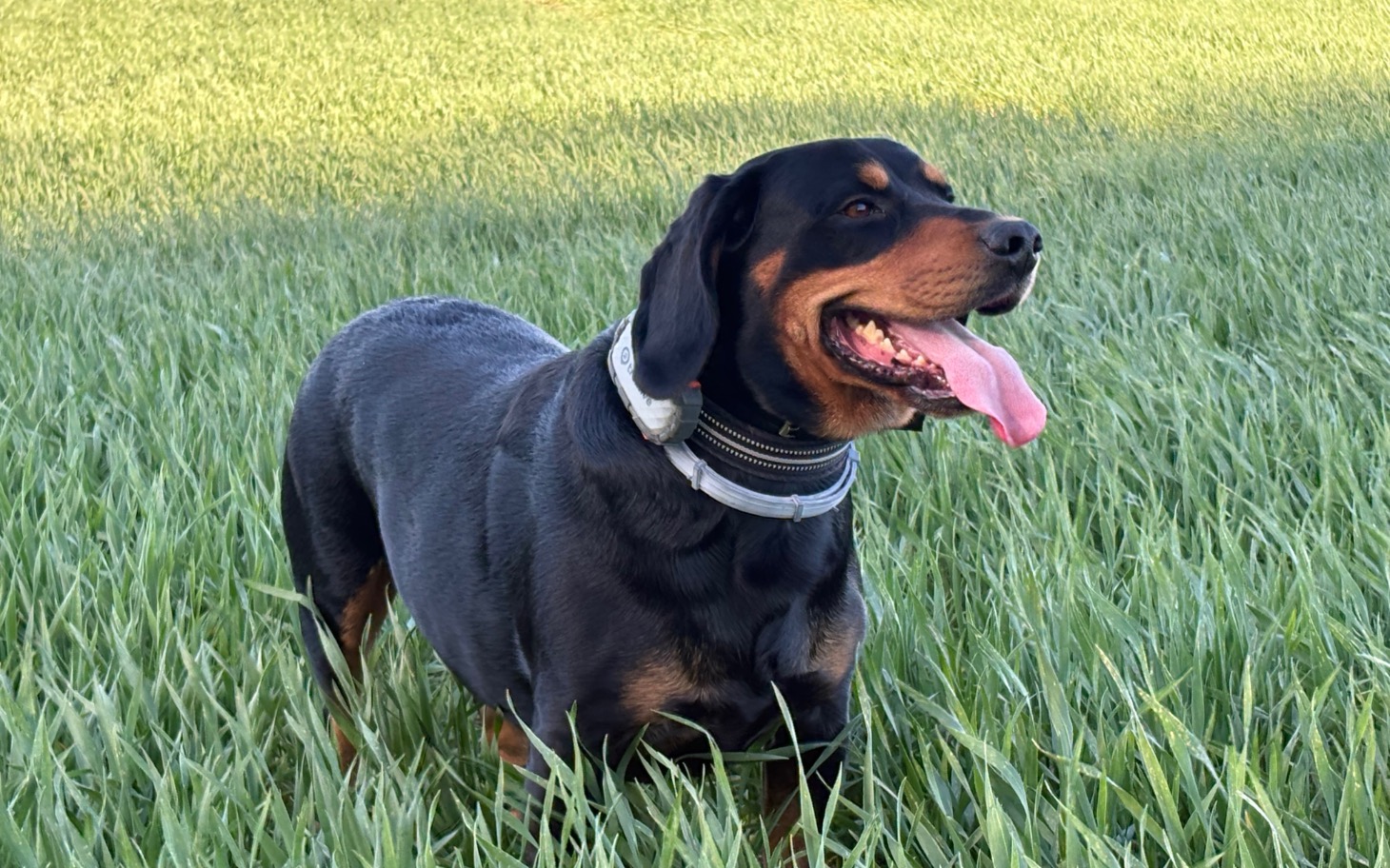 
        Rottweiler bawiący się na zielonej łące, z uśmiechem na pysku.
    