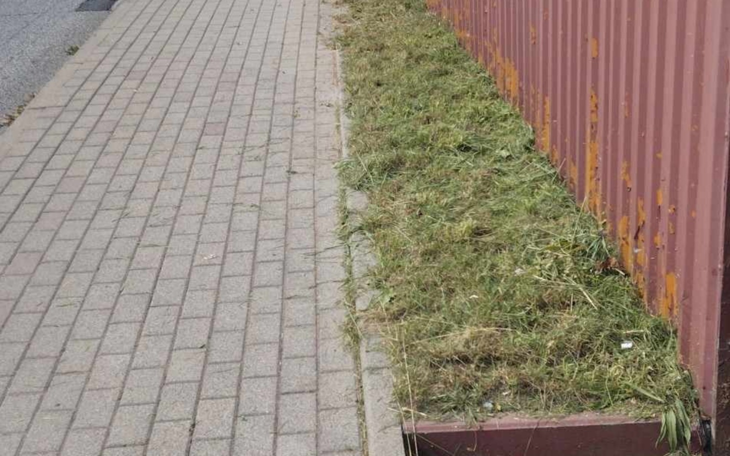 
        Zielona trawa przy chodniku, z widoczną czerwoną płytą.
    