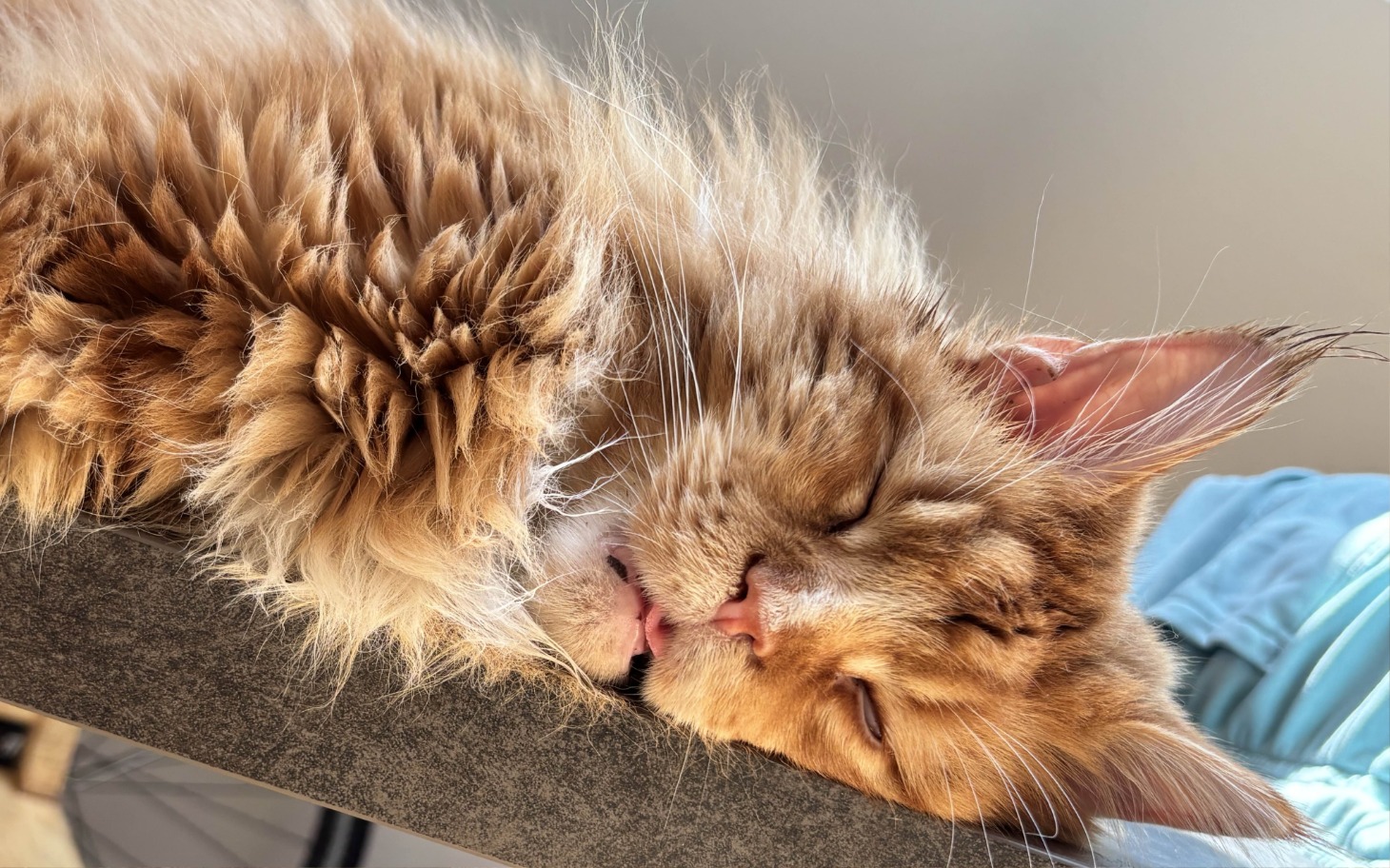 
        Senna kotka Maine Coon, leżąca na stole.
    