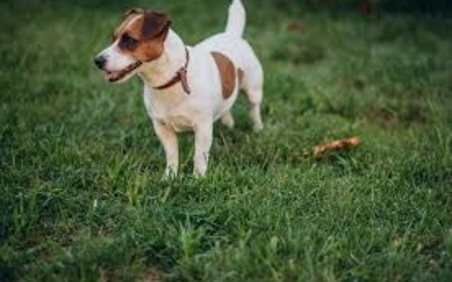 
        Mały piesek rasy Jack Russell Terrier bawi się na trawie.
    