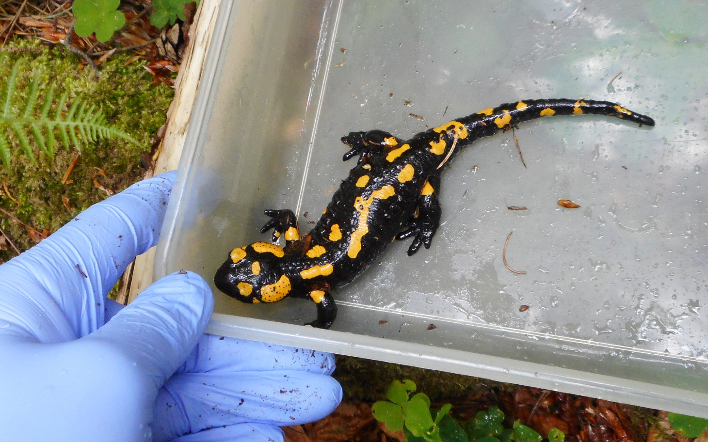 
        Salamandra w ręce osoby w rękawiczkach.
    