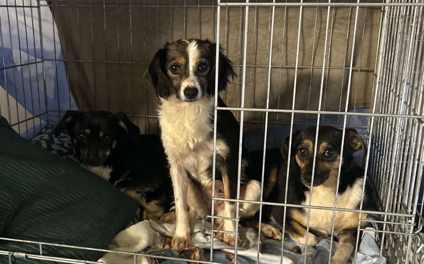 
        Trzy psy w klatce, czekające na nowy dom.
    