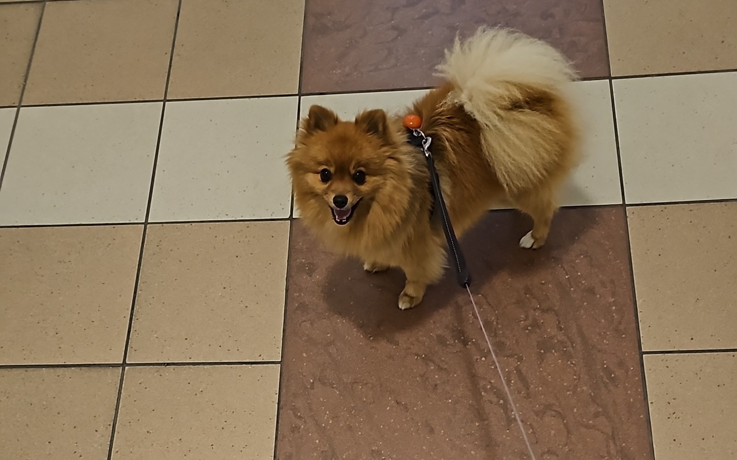 
        Pies rasy pomeranian w centrum handlowym, uśmiechnięty.
    