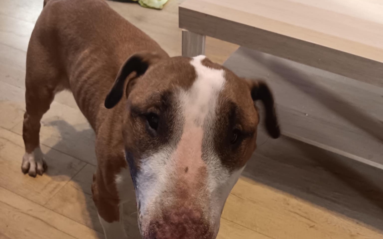 
        Pies rasy amstaff z bliska, w domowym otoczeniu.
    