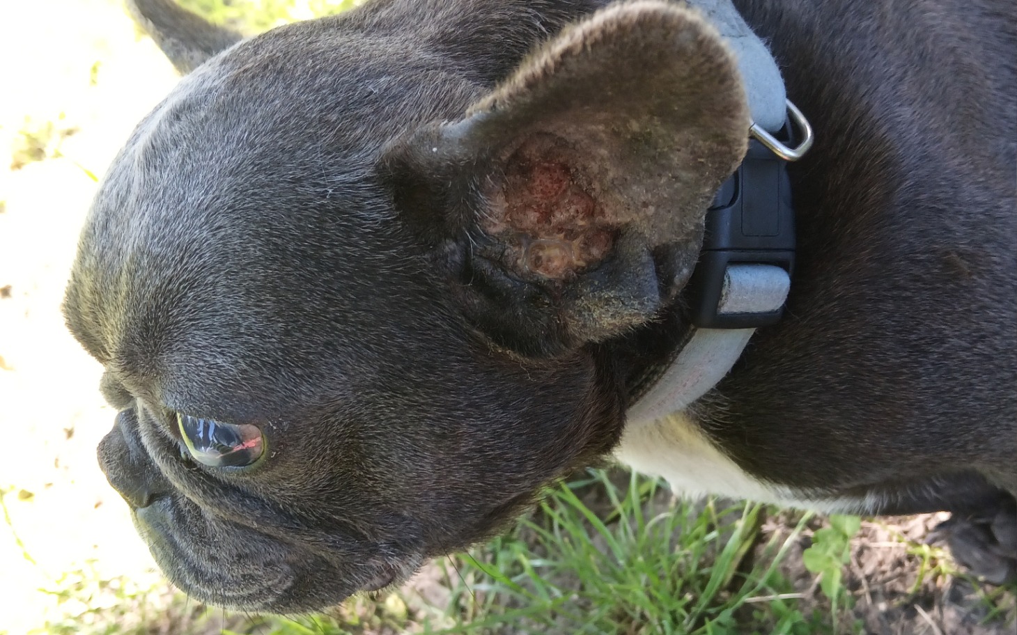 
        Buldog francuski z widocznymi problemami zdrowotnymi.
    