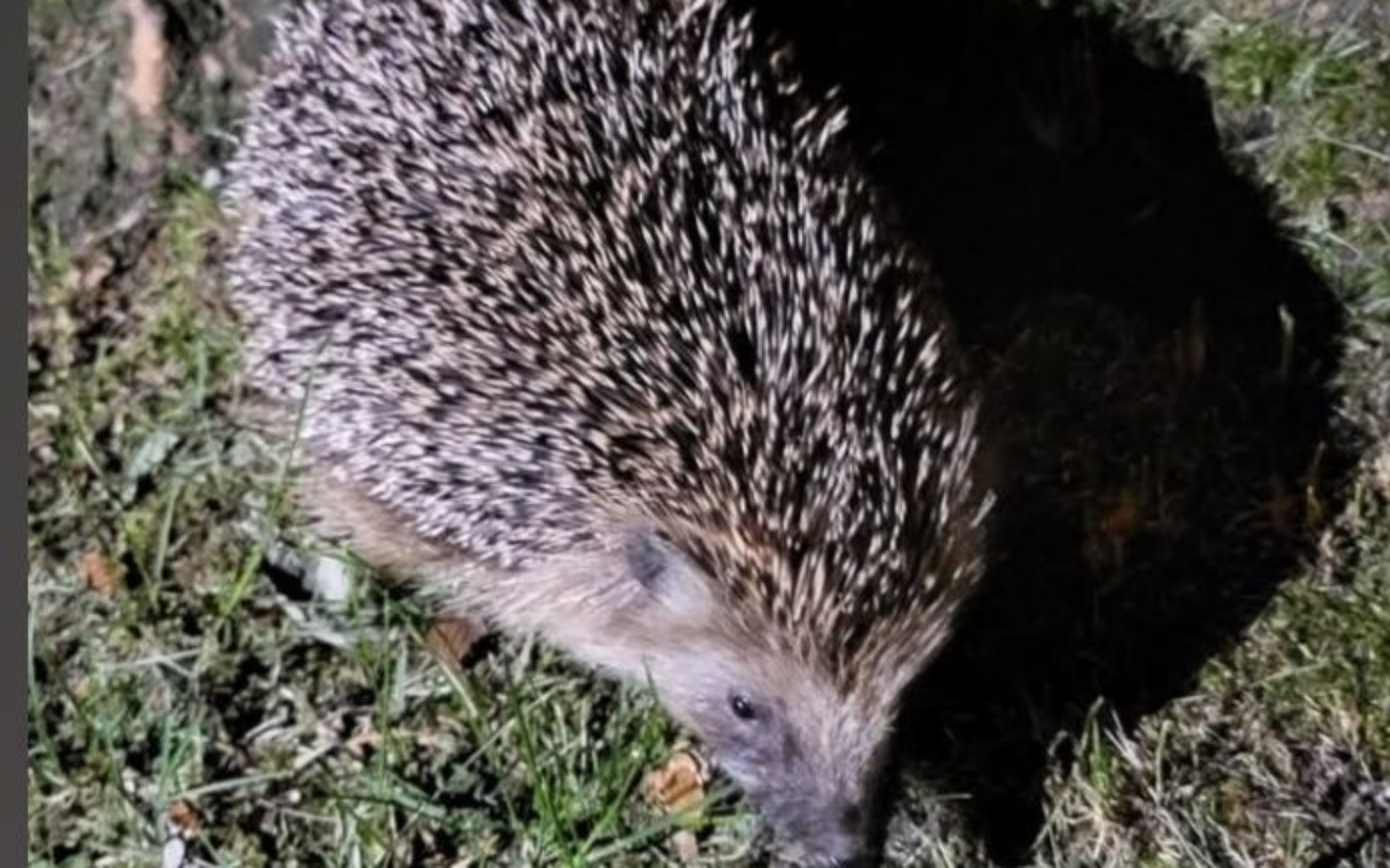 
        Jeż w nocy, poruszający się po trawie.
    