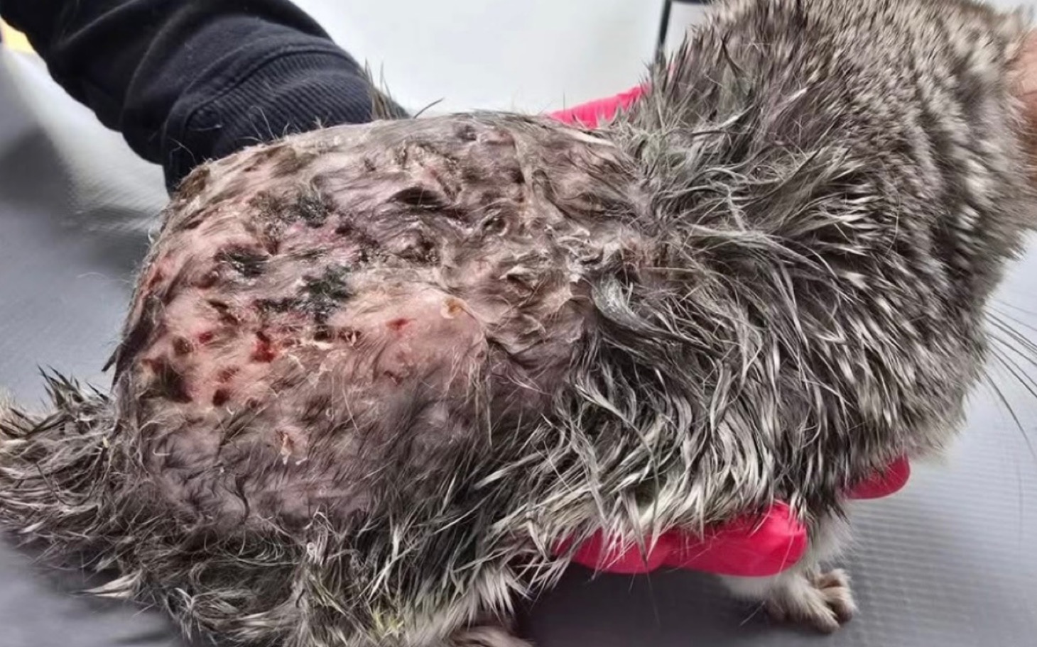 
        Zranione zwierzę w rękach weterynarza, potrzebujące pomocy.
    