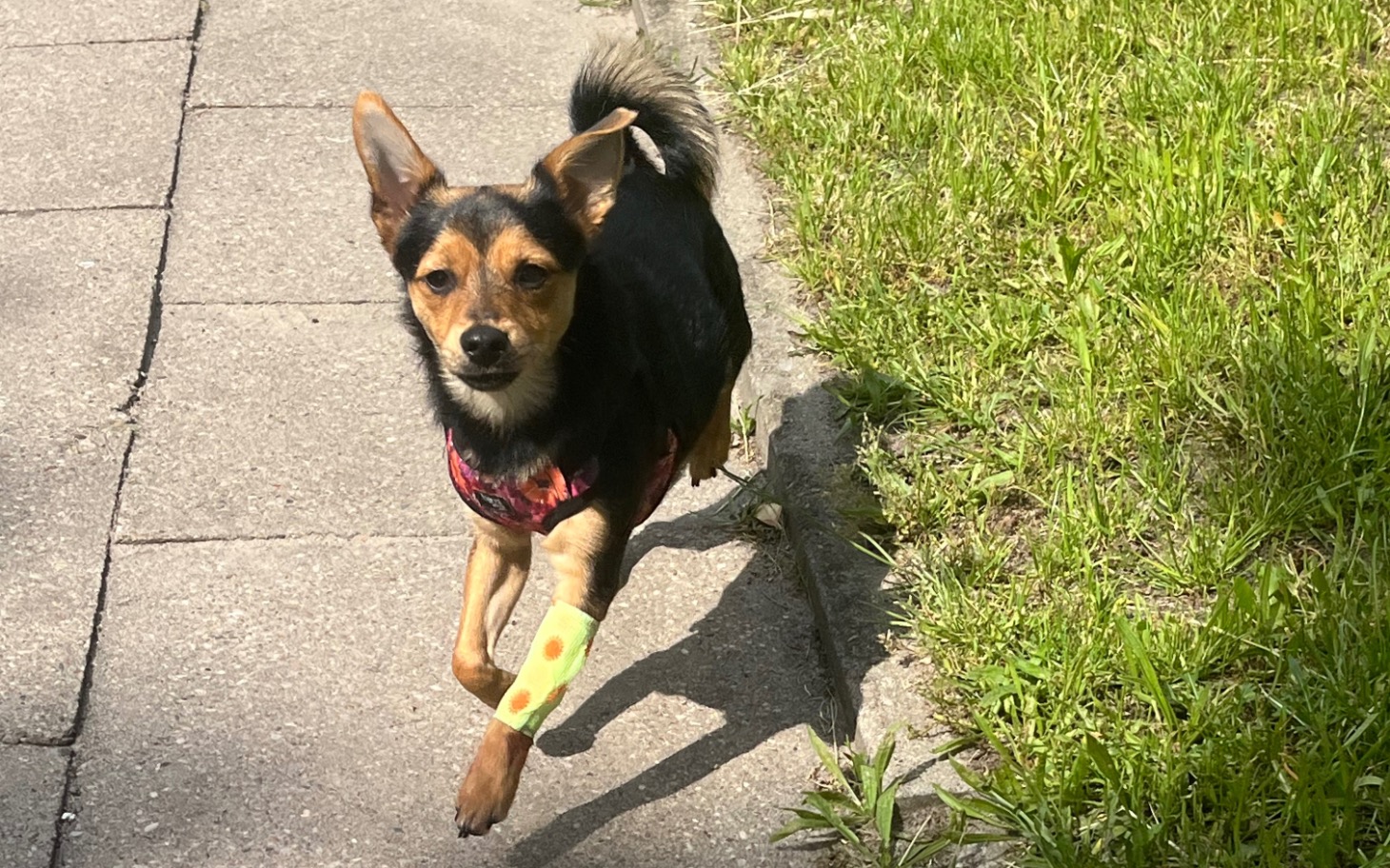 
        Pies biega po chodniku z opatrunkiem na łapie.
    